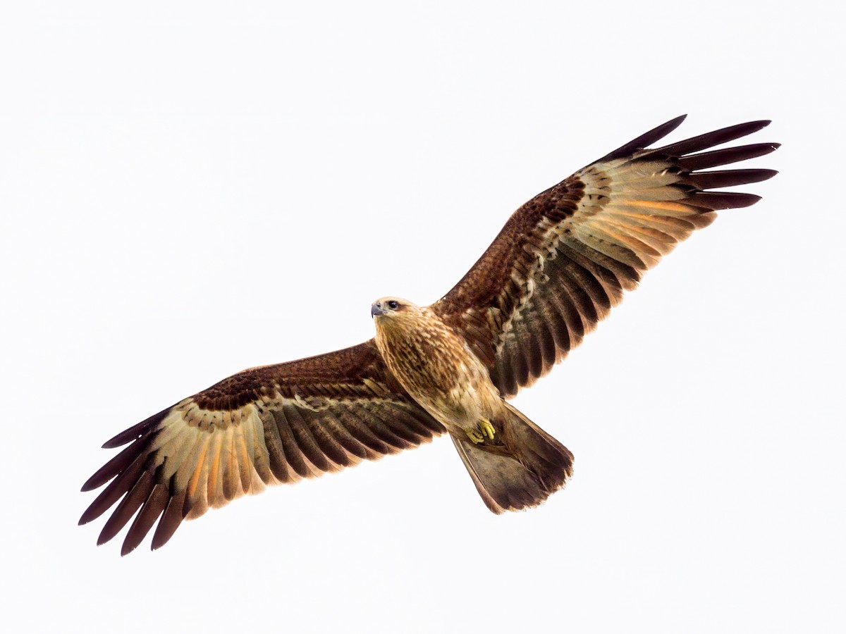 Brahminy Kite - ML619840356