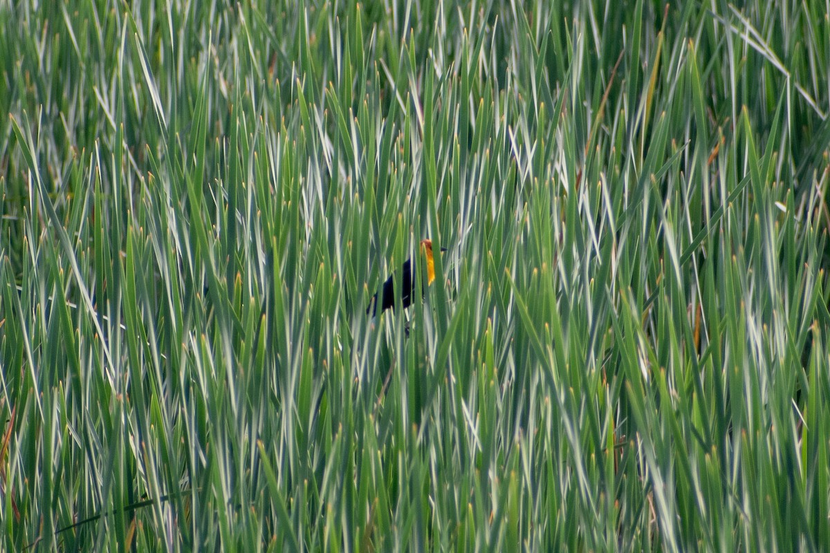 Yellow-headed Blackbird - ML619840359