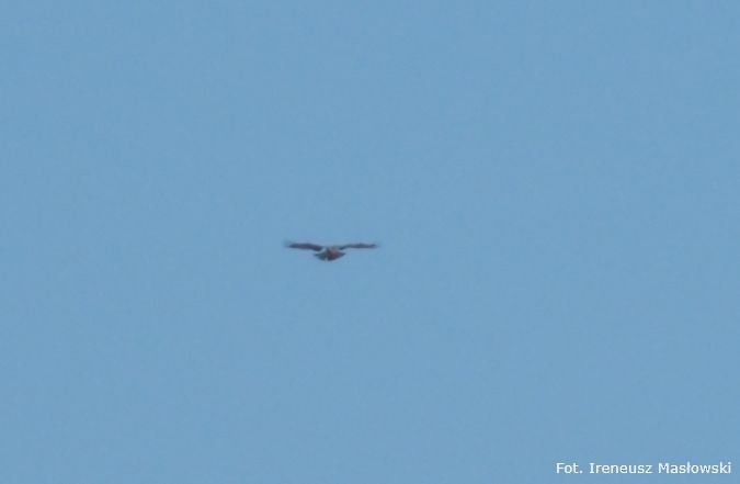 Short-toed Snake-Eagle - Sławomir Niedźwiecki