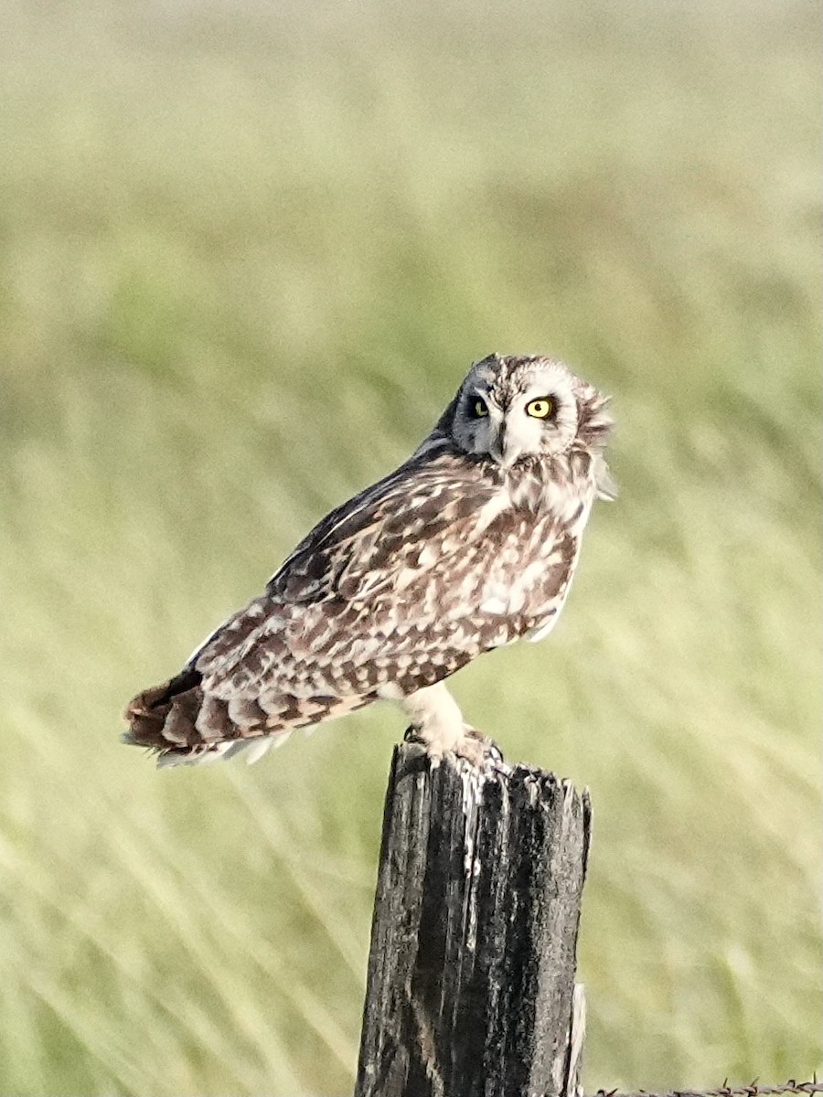 Short-eared Owl - ML619840379