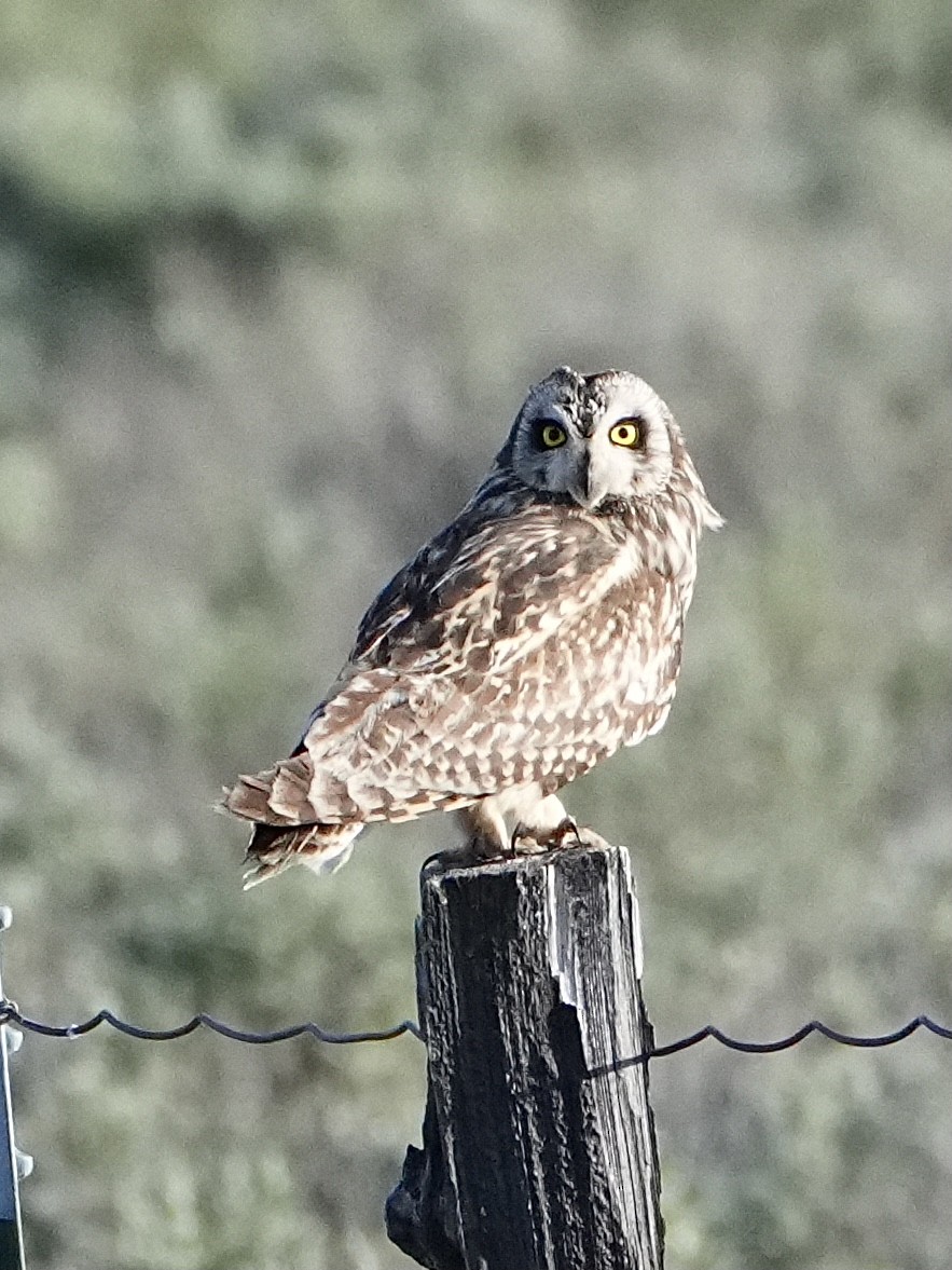 Short-eared Owl - ML619840381
