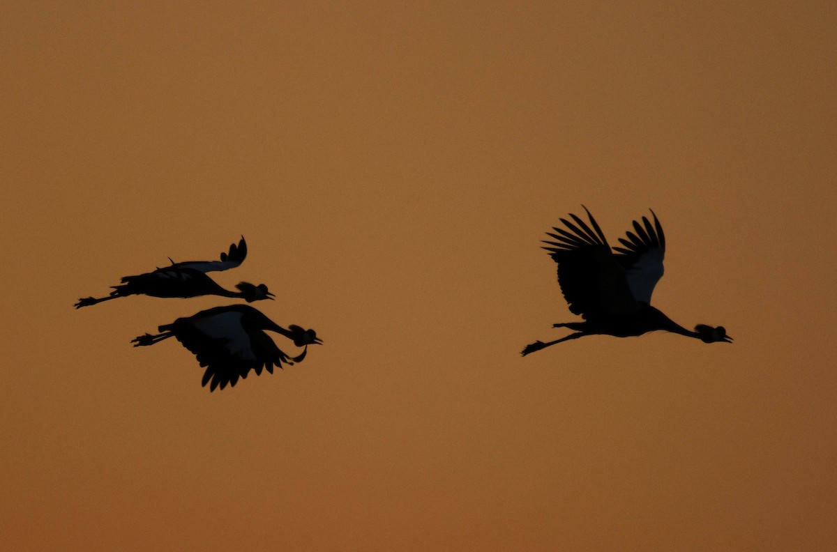 Gray Crowned-Crane - ML619840393