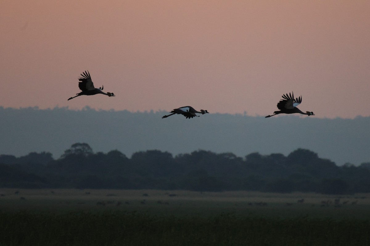 Gray Crowned-Crane - ML619840395