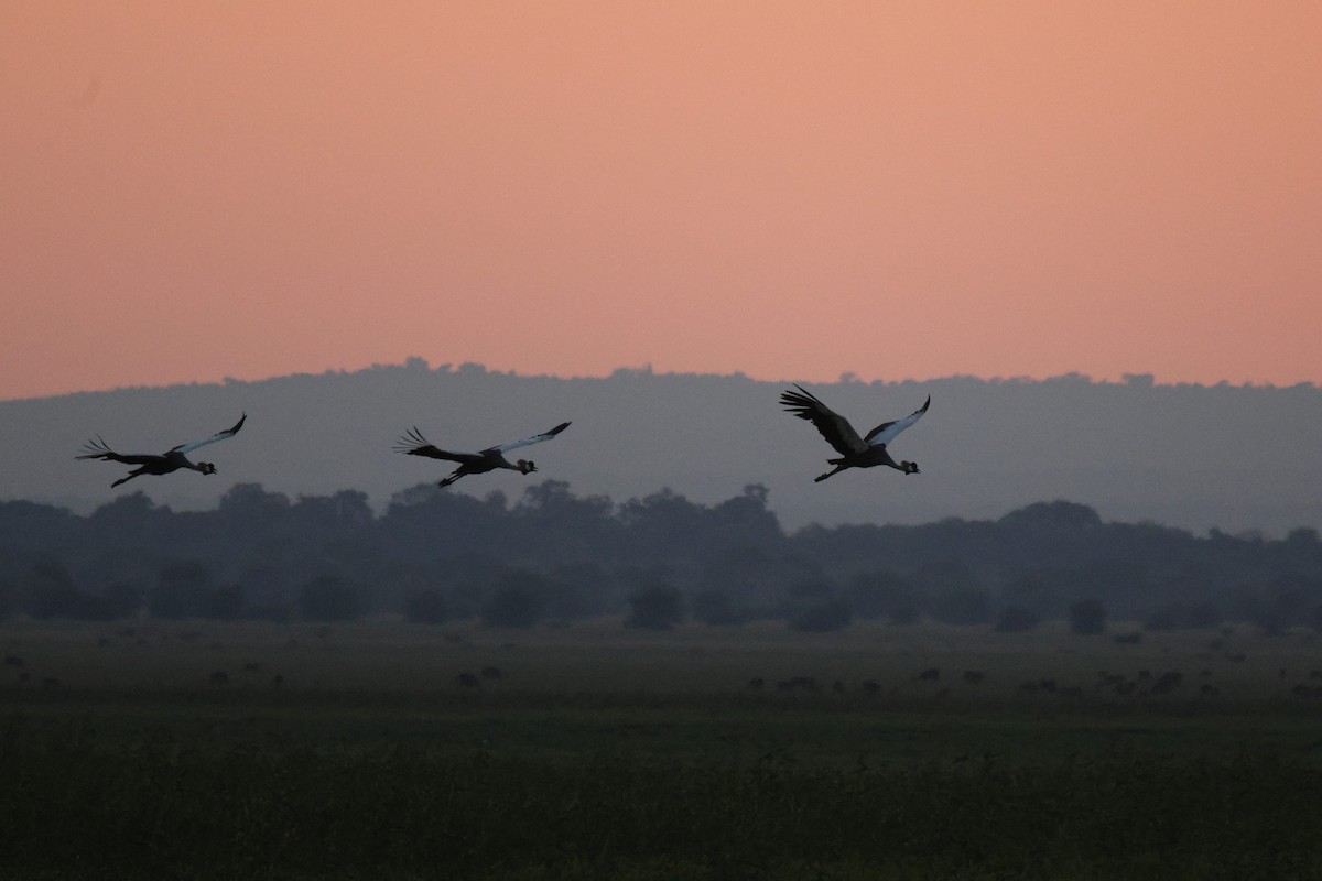 Gray Crowned-Crane - ML619840396