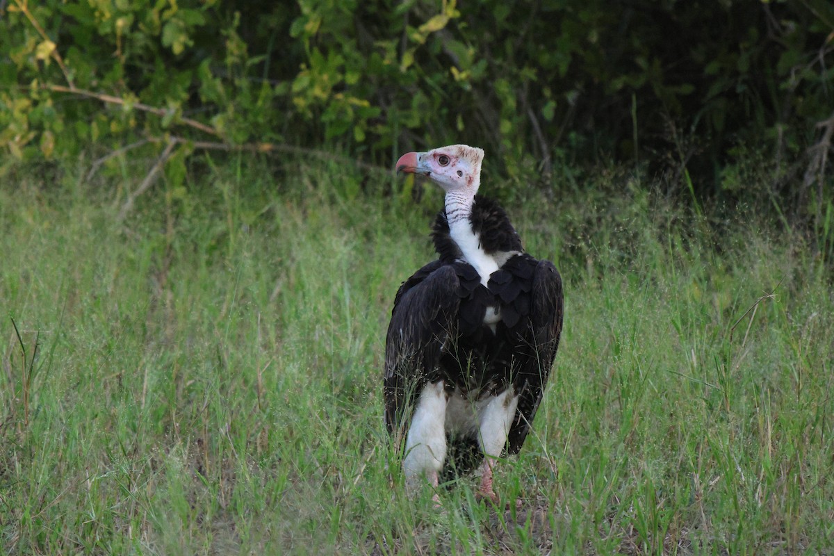 White-headed Vulture - ML619840401