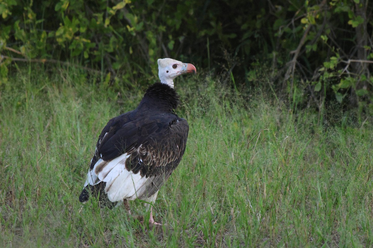 White-headed Vulture - ML619840402