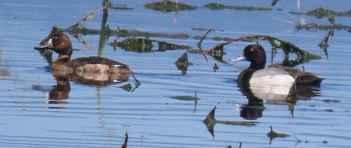 Greater Scaup - ML619840403