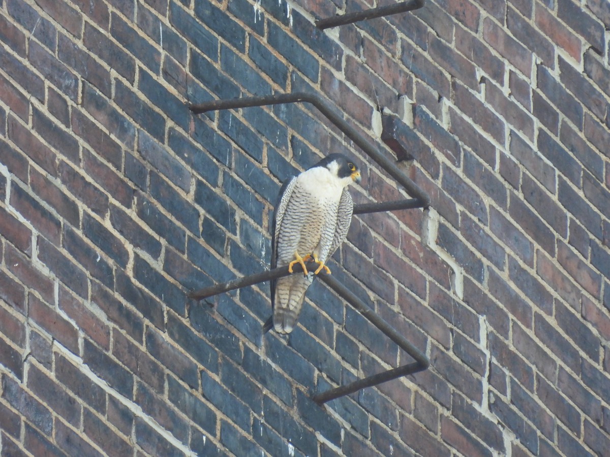 Peregrine Falcon - ML619840409