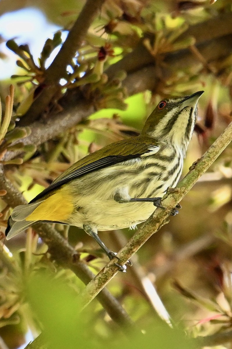 Yellow-vented Flowerpecker - ML619840410