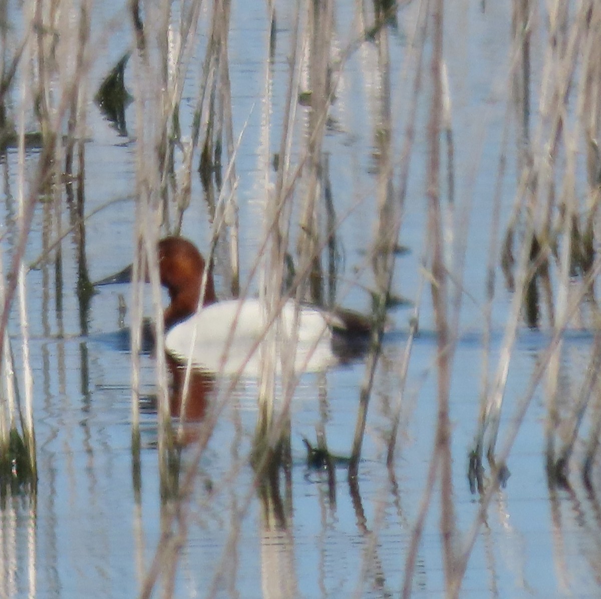 Canvasback - ML619840413