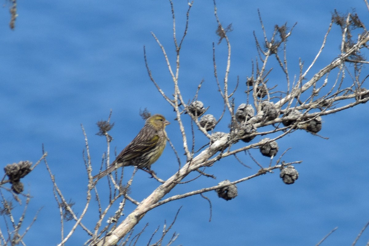 Island Canary - ML619840416