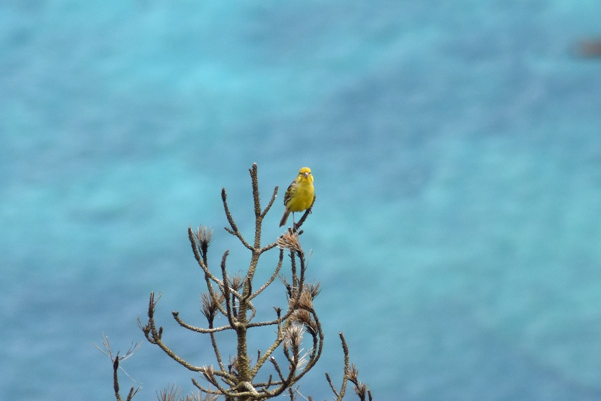 kanariirisk - ML619840417