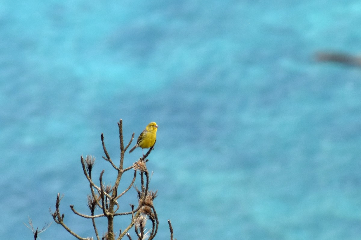 Serin des Canaries - ML619840418