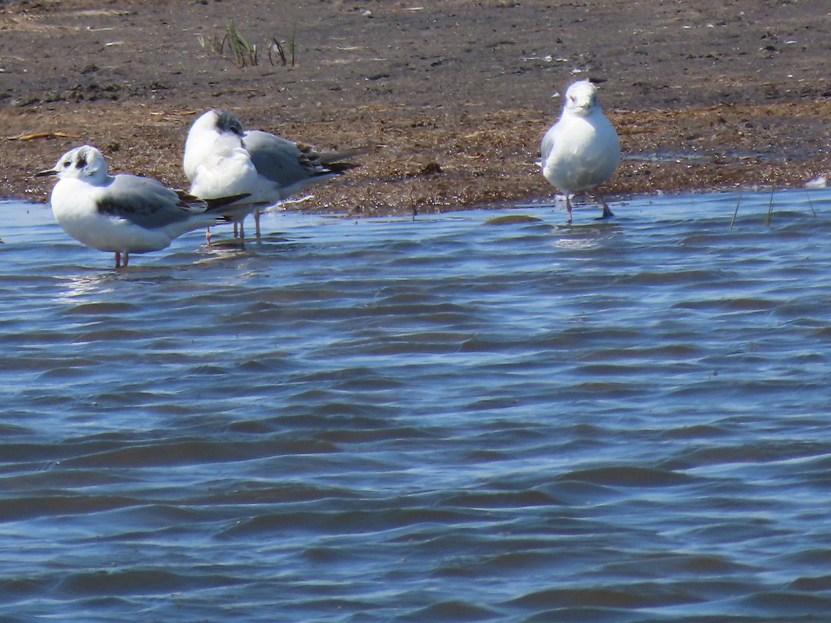 Bonaparte's Gull - ML619840426