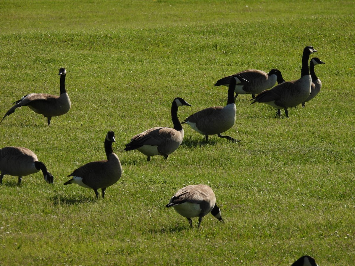 Canada Goose - ML619840427