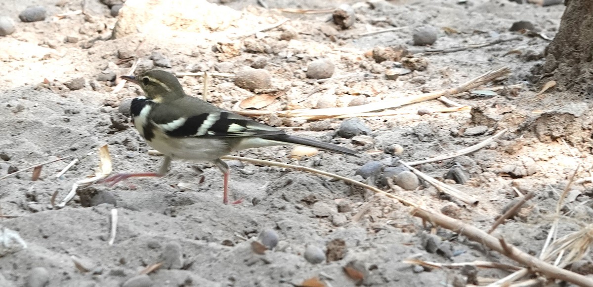 Forest Wagtail - ML619840438
