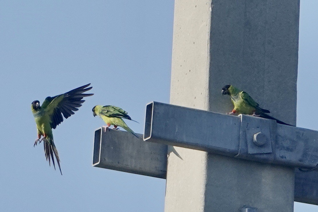 Monk Parakeet - ML619840448