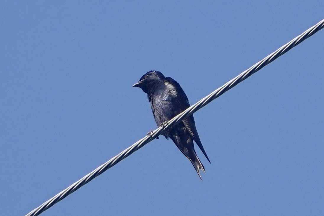 Purple Martin - ML619840458