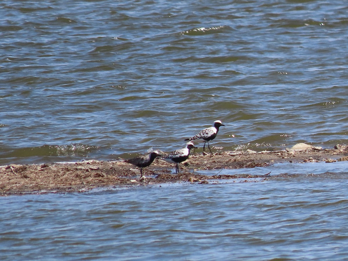 Black-bellied Plover - ML619840459