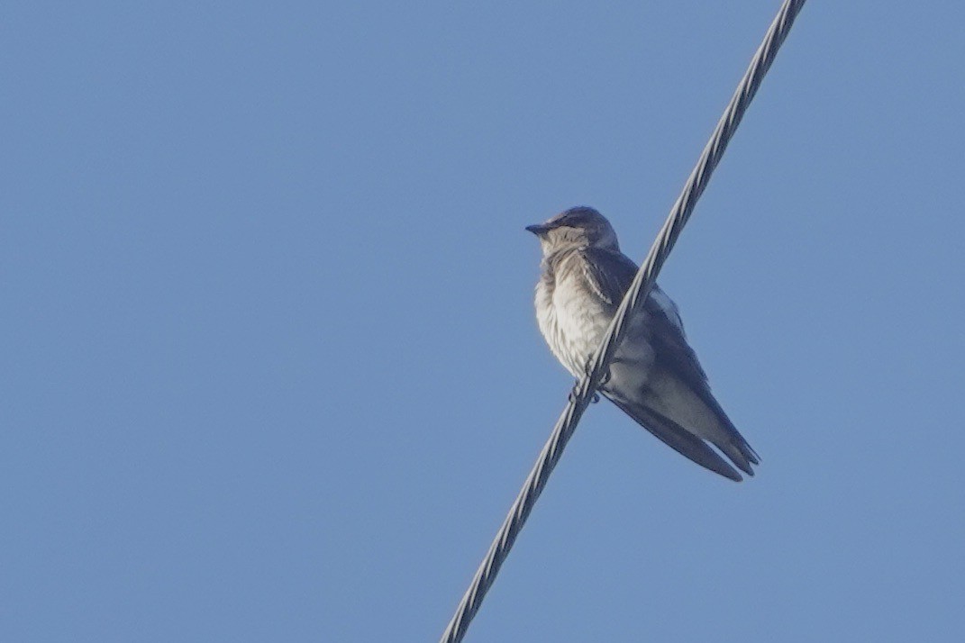 Purple Martin - ML619840460