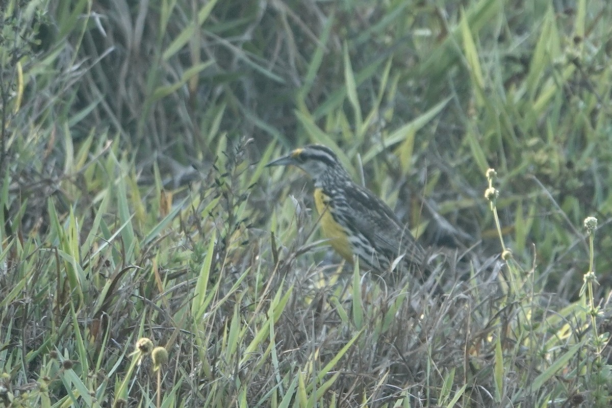 Eastern Meadowlark - Alena Capek