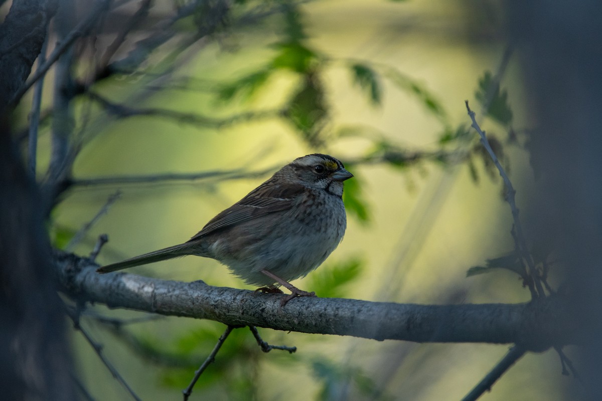 White-throated Sparrow - ML619840470