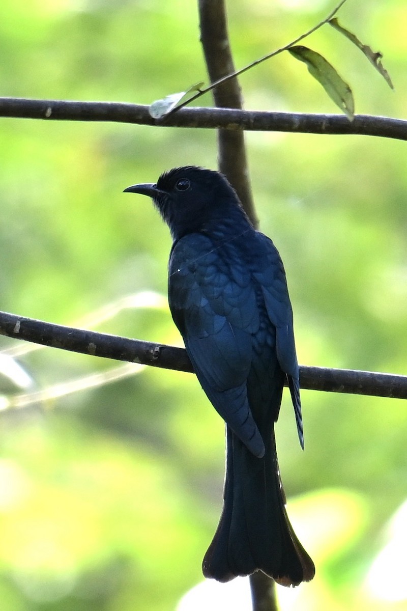 Square-tailed Drongo-Cuckoo - ML619840473