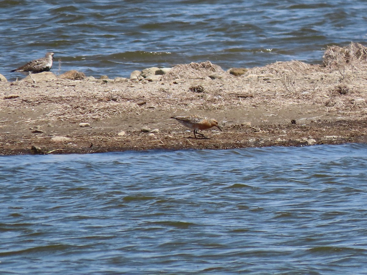 Red Knot - ML619840474