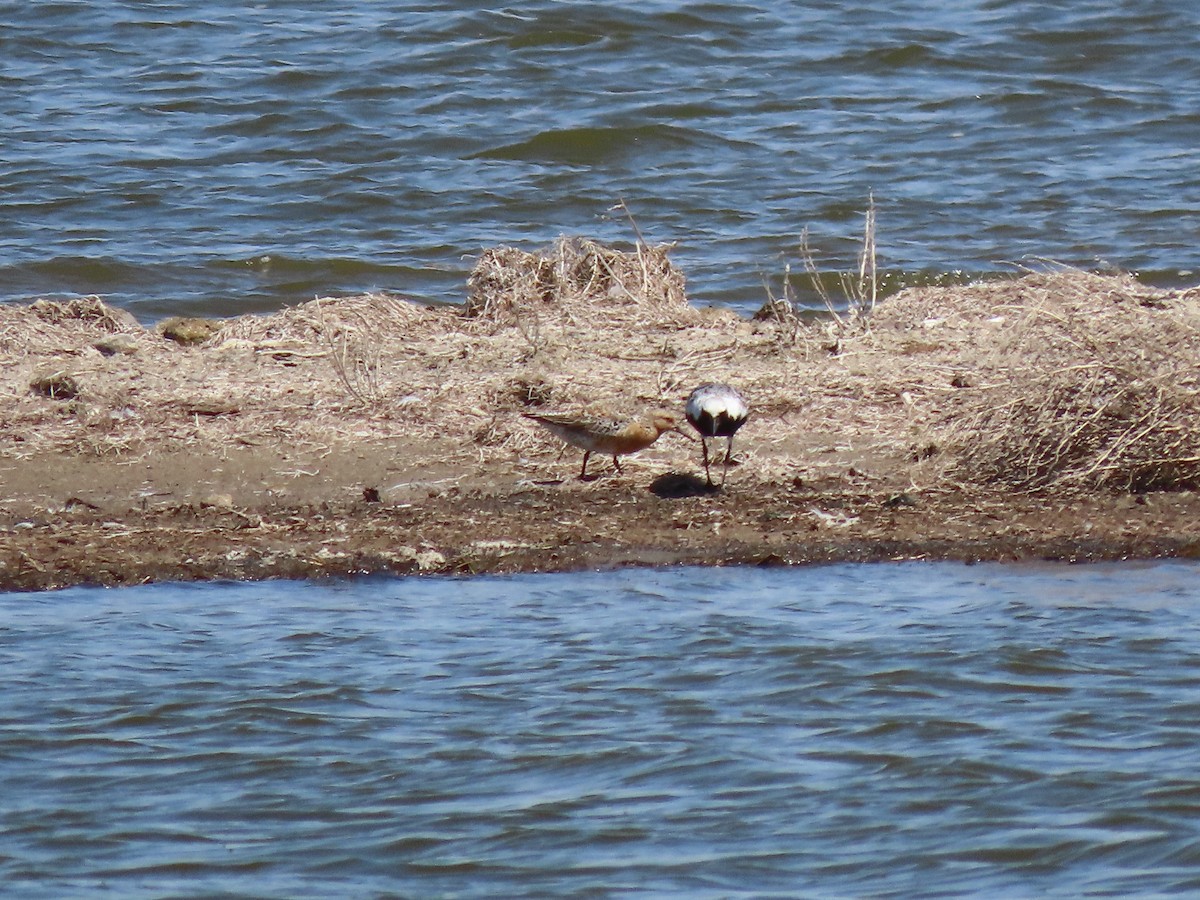 Red Knot - ML619840475