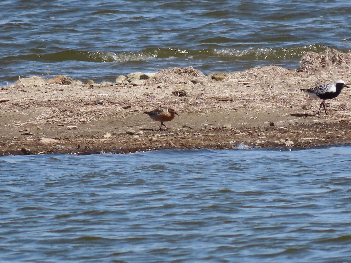 Red Knot - ML619840476