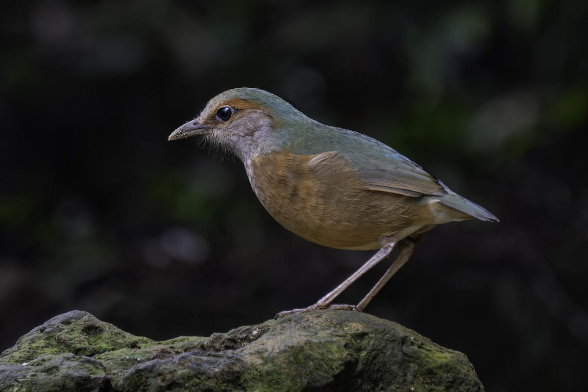 Blue-rumped Pitta - Karl Hu