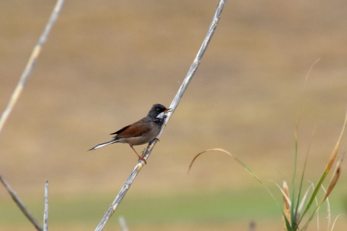 Spectacled Warbler - ML619840498
