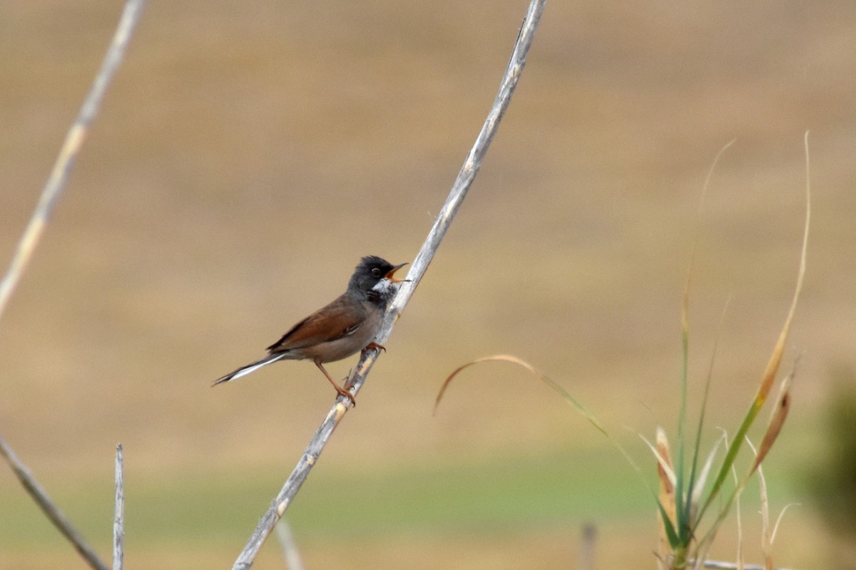 Spectacled Warbler - ML619840499