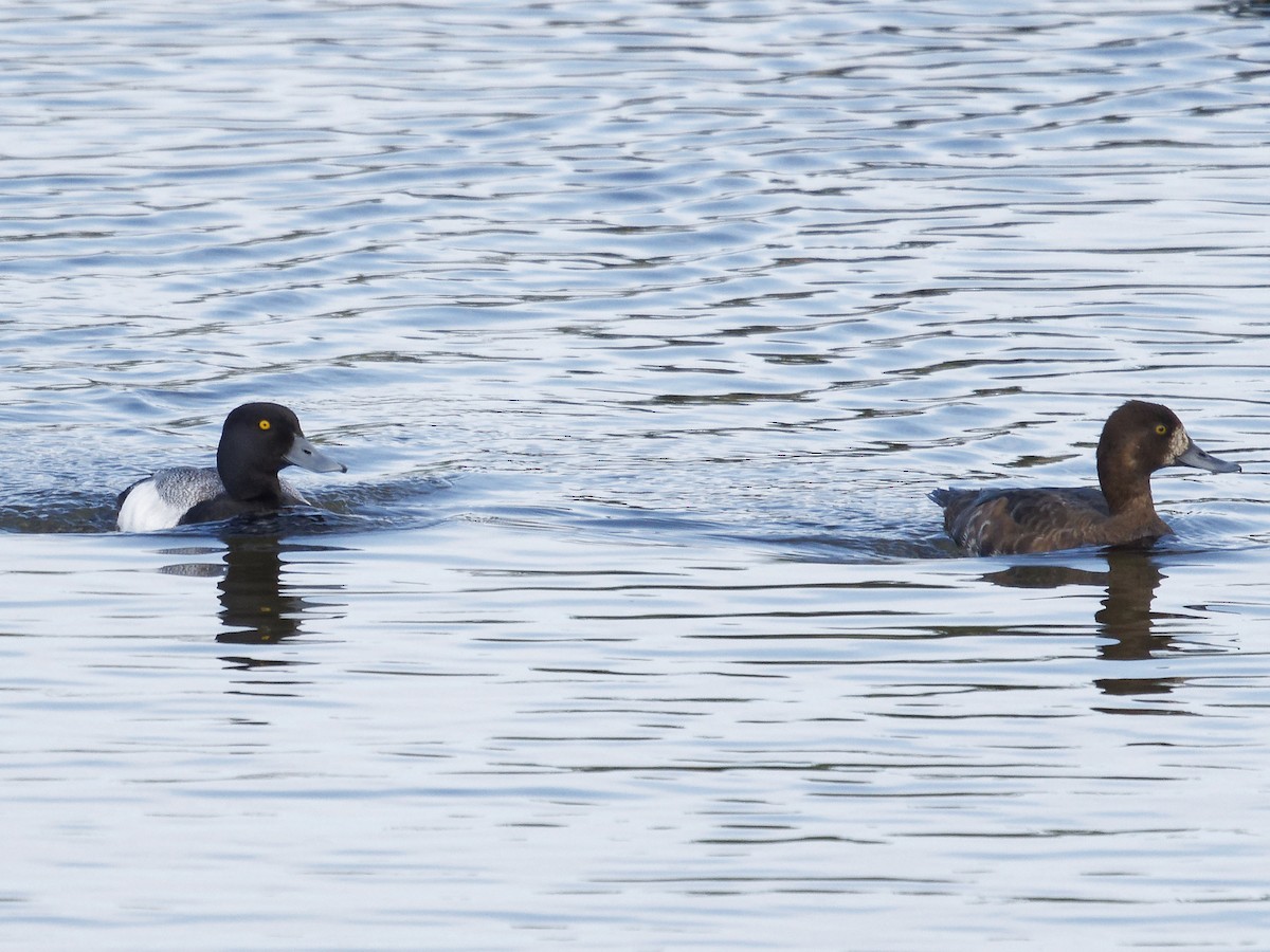 Greater Scaup - ML619840500
