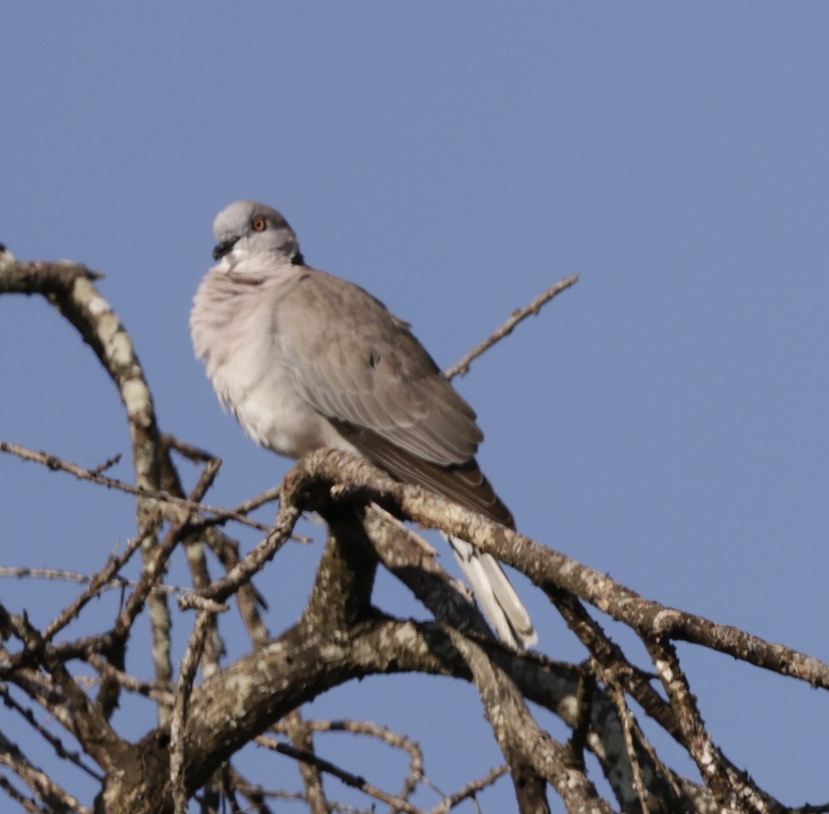 Mourning Collared-Dove - ML619840502