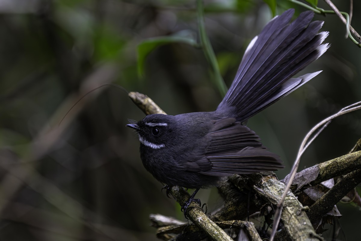White-throated Fantail - ML619840503