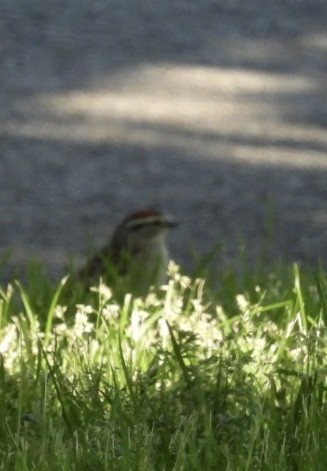 Chipping Sparrow - ML619840508