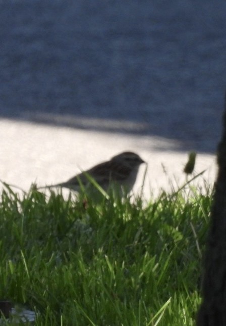 Chipping Sparrow - ML619840509