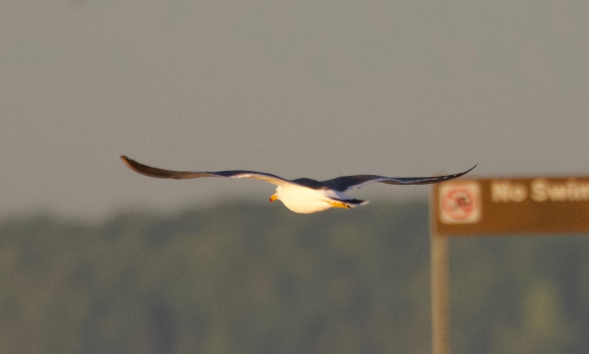Black-tailed Gull - ML619840515
