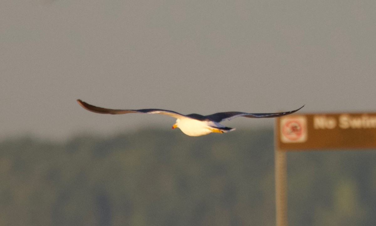 Gaviota Japonesa - ML619840515