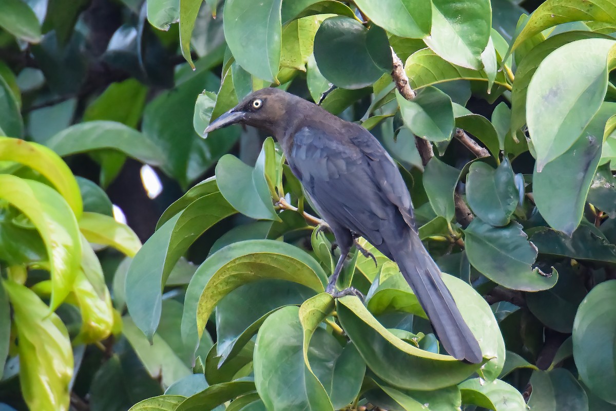 Great-tailed Grackle - ML619840532