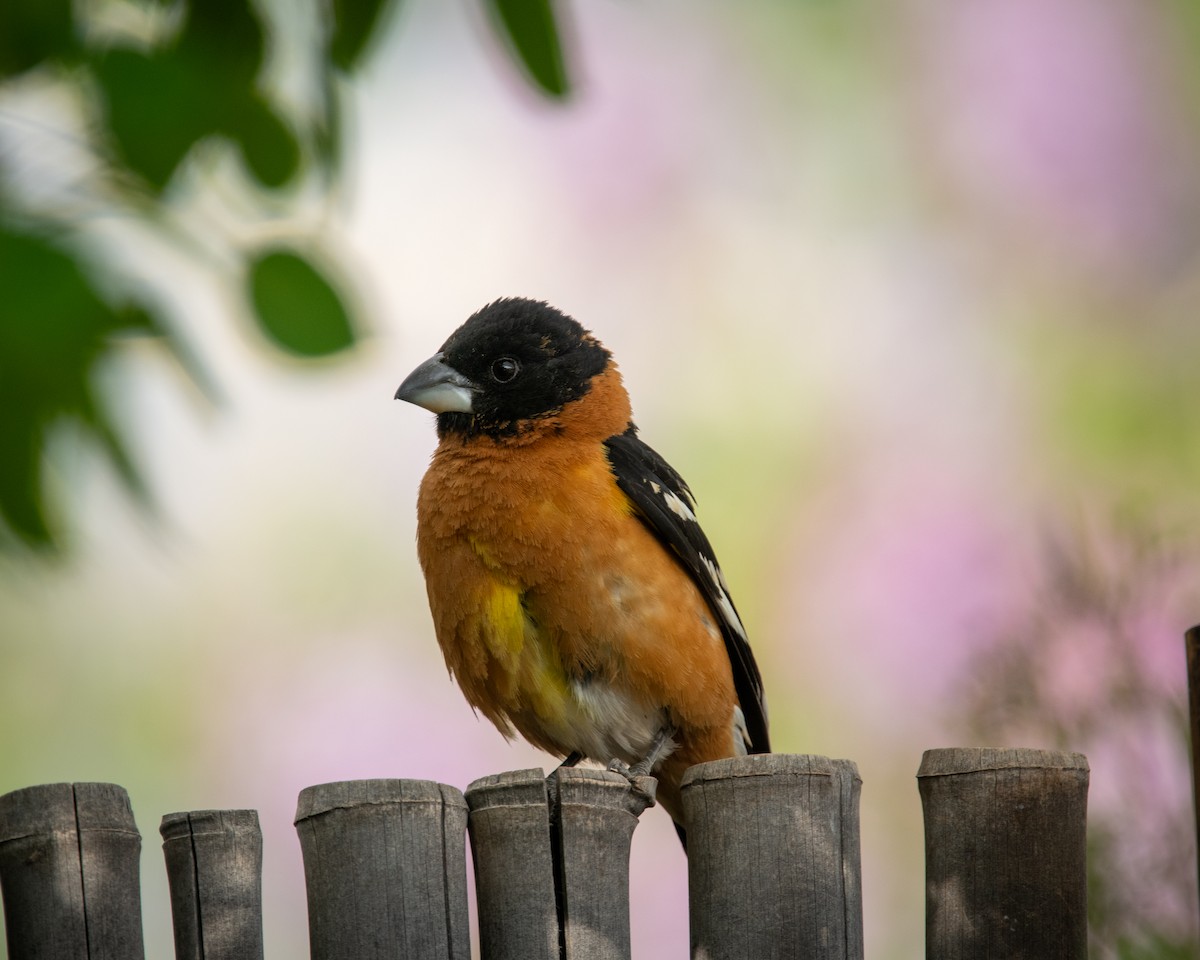 Black-headed Grosbeak - Alex Wang