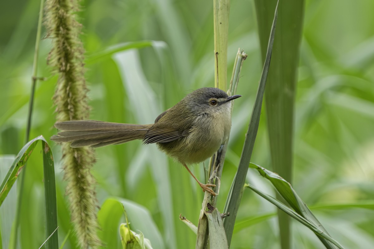 Yellow-bellied Prinia - ML619840536