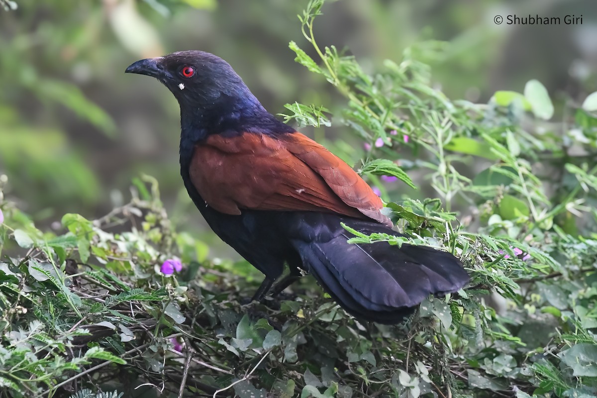 Greater Coucal - ML619840540