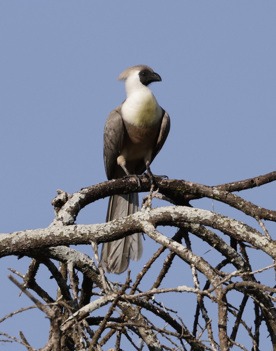 Bare-faced Go-away-bird - ML619840541