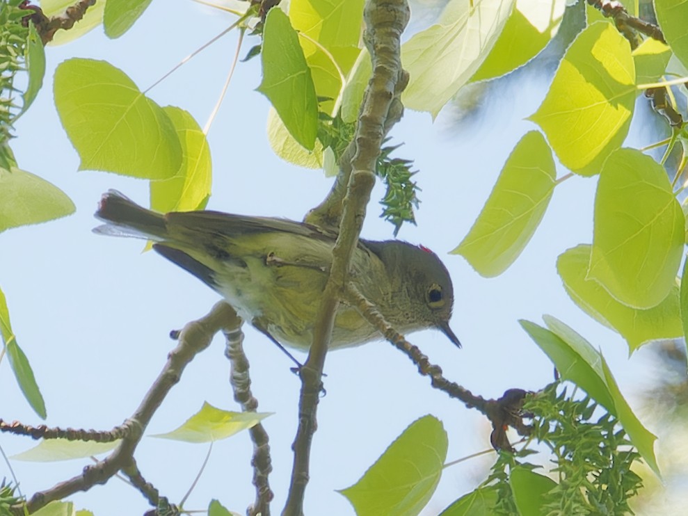 Ruby-crowned Kinglet - ML619840553