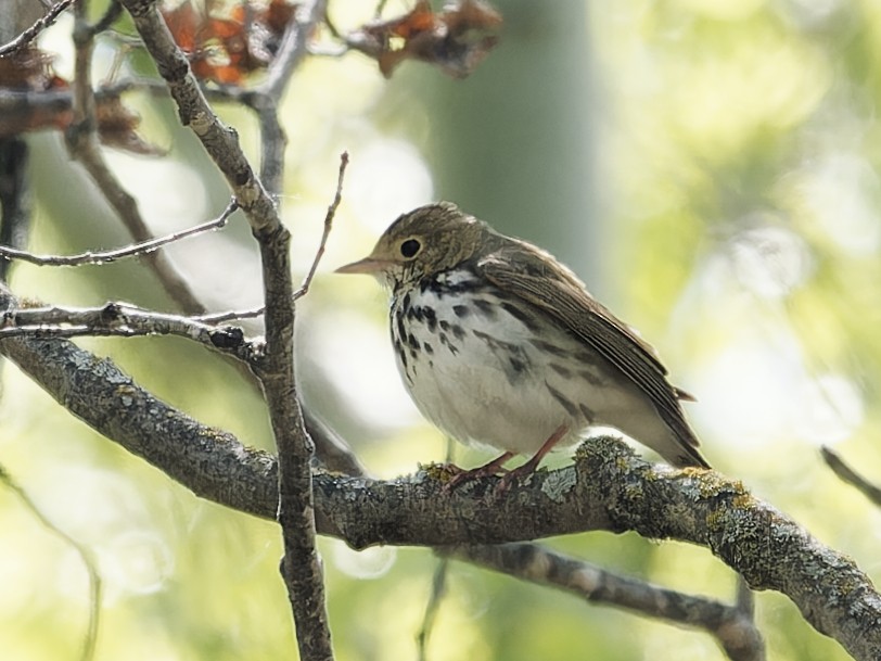 Ovenbird - ML619840556