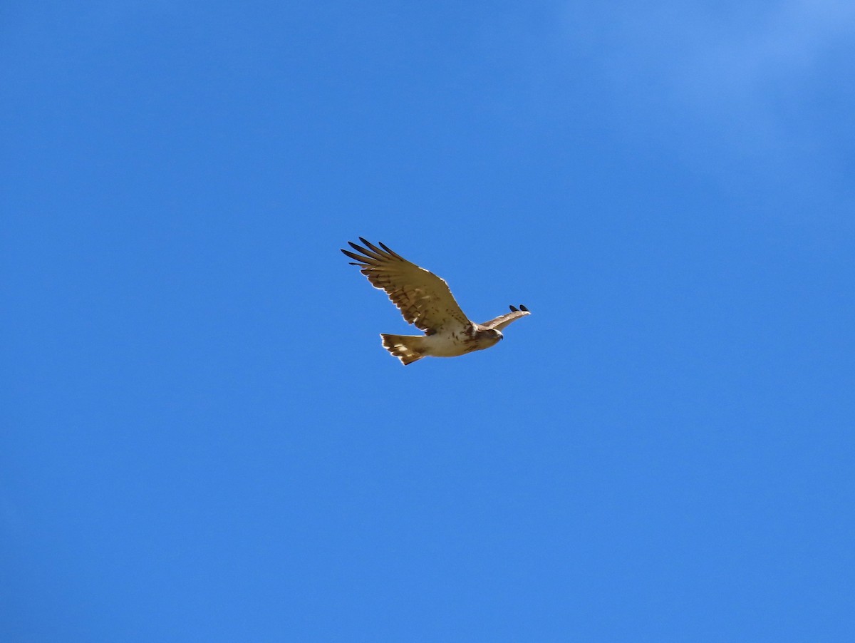 Short-toed Snake-Eagle - ML619840589