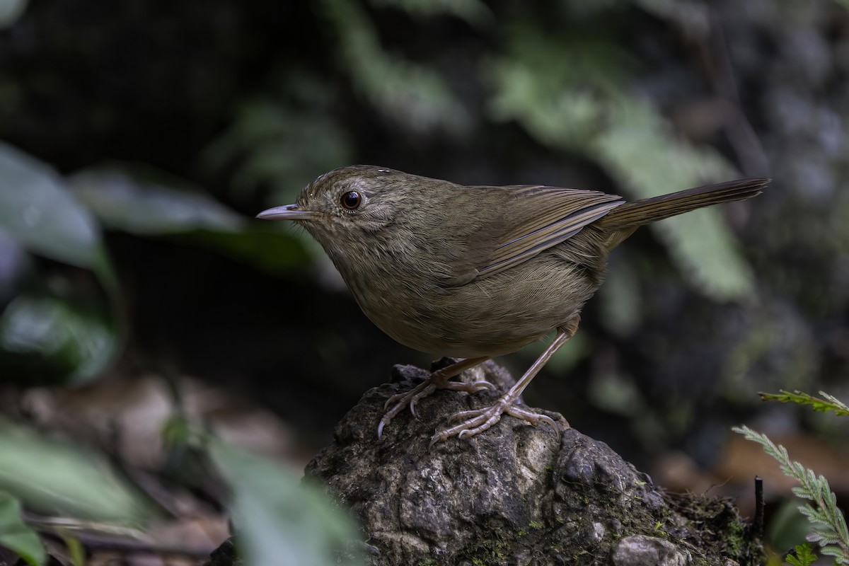 Buff-breasted Babbler - ML619840614