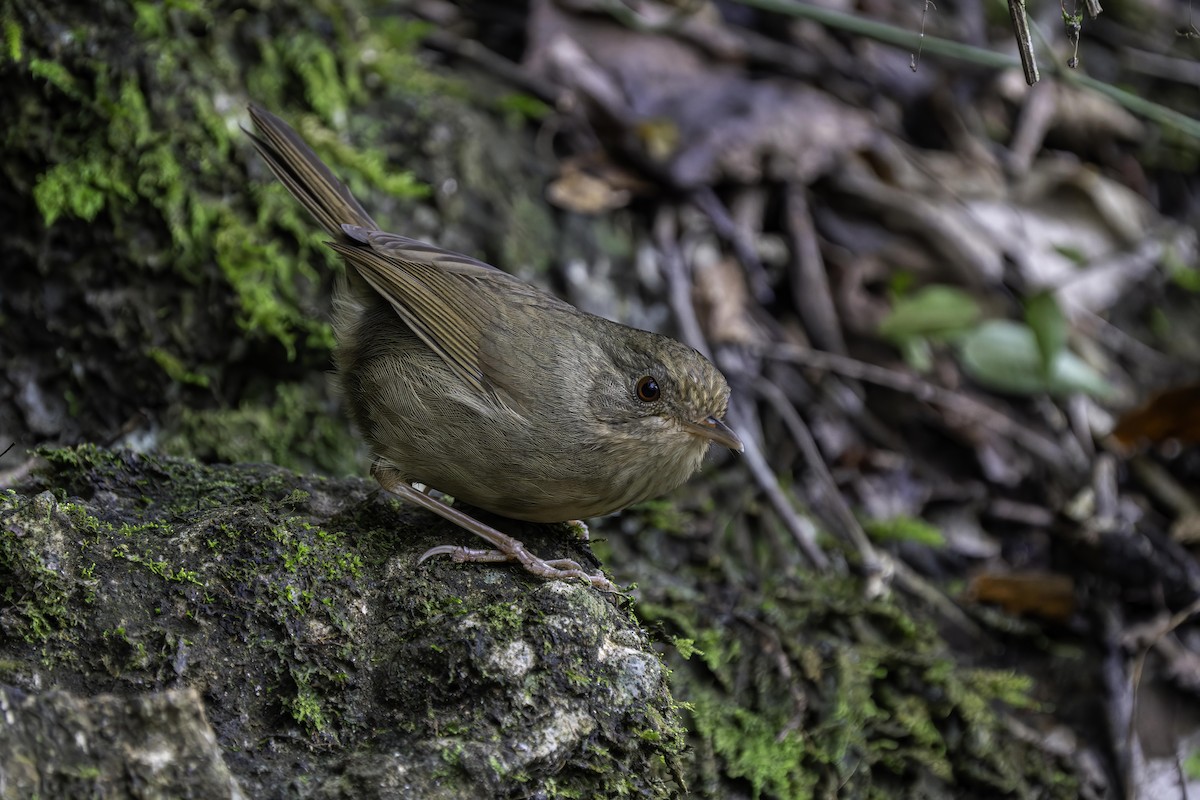 Buff-breasted Babbler - ML619840615